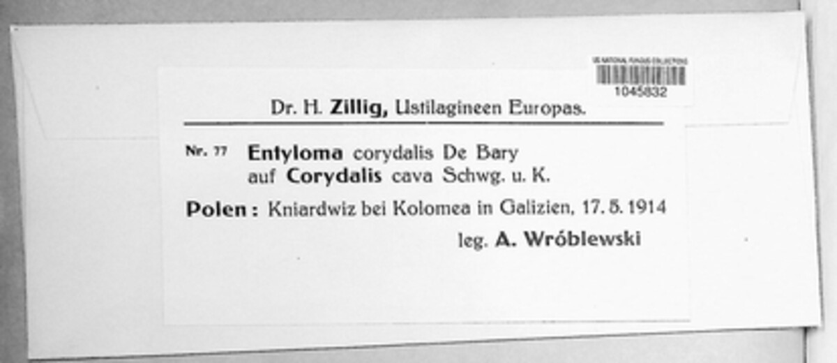 Entyloma corydalis image